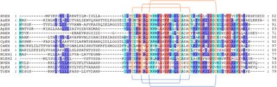 Identification of Neuropeptides and Their Receptors in the Ectoparasitoid, Habrobracon hebetor